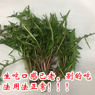 东北山菜新鲜婆婆丁山野菜新鲜蒲公英苦菜蘸酱菜250克4份包邮顺丰