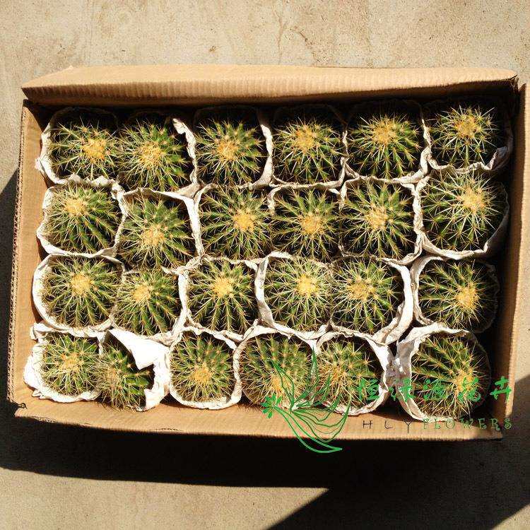 小盆栽仙人球室内植物净化空气（24个金琥整箱）奇趣
