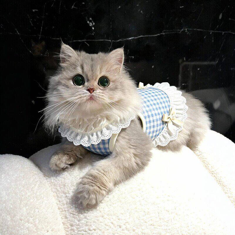 猫咪衣服薄款背心防掉毛布偶猫德文猫宠物狗狗衣服四季通用新款