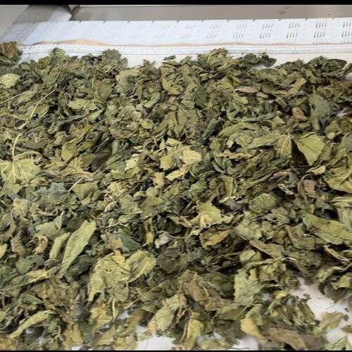 桑叶微波杀青烘干杀菌设备 科尔微波杀菌杀虫卵设备