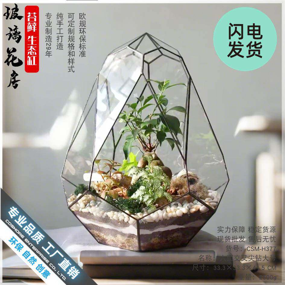 苔藓微景观生态瓶造景植物鲜活几何玻璃罩摆件植物墙雨林鱼缸花房