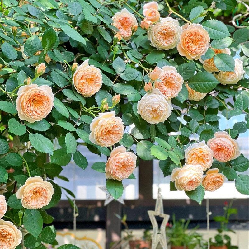 玛格丽特王妃藤本黄色月季花苗盆栽花卉浓香阳台四季开花蔷薇爬藤图片