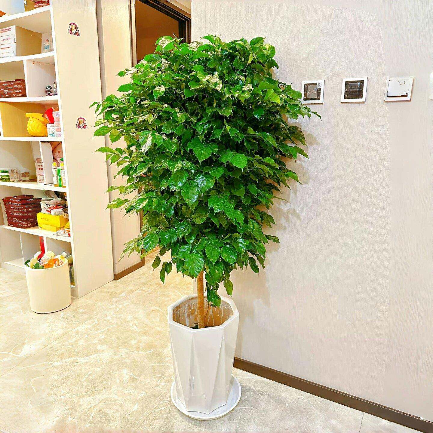 棒棒糖幸福树绿宝树室内大绿植本地货茂盛好养开业乔迁送礼盆栽