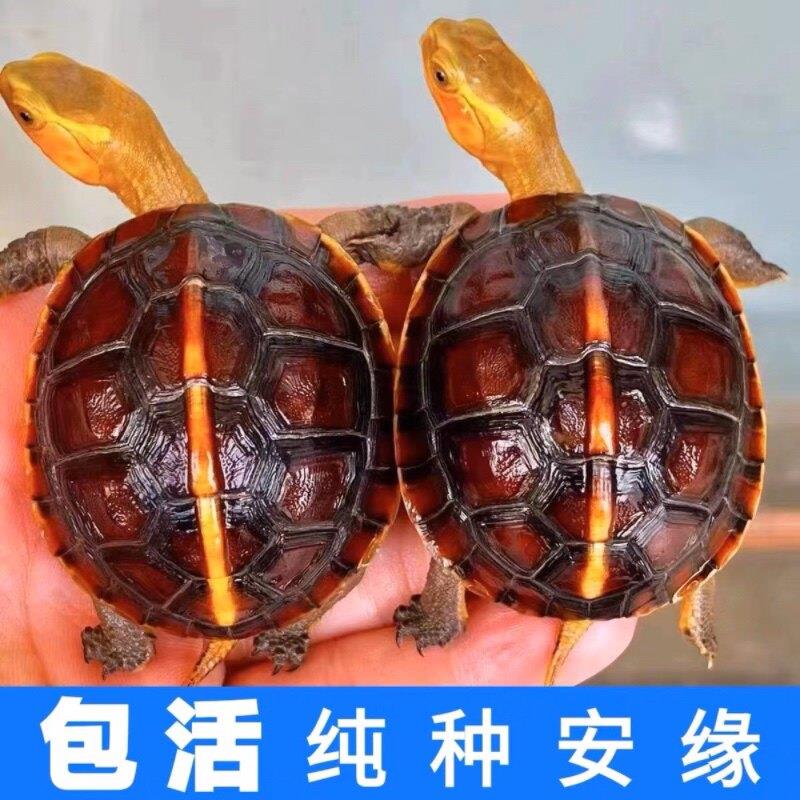 黄缘龟安缘龟幼龟苗浙缘陆地观赏宠物小乌龟活物台缘大陆缘蛋乌龟