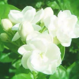 重瓣茉莉花盆栽茉莉花，老桩茉莉花苗茉莉，盆景阳台室内花卉香水茉莉