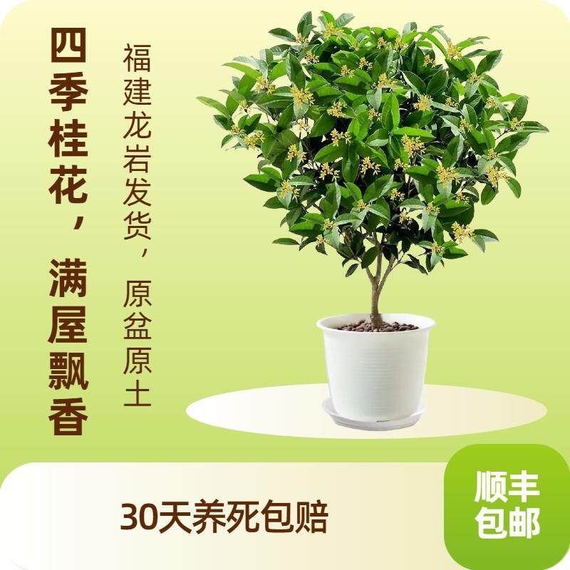 桂花树苗盆栽四季桂原生大树地栽树苗室外庭院好养浓香型花卉月桂图片