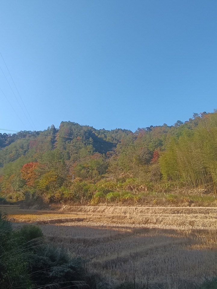 （破）福建家丰竹木有限公司名下位于福建省永安市槐南镇溪南村、梧桐洋村3210亩林权