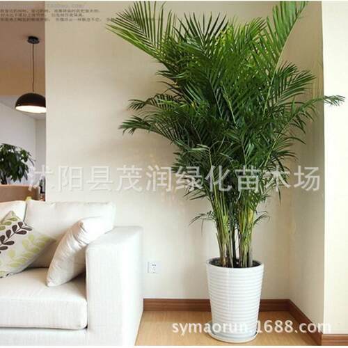 观叶植物室内养摆放绿植散尾葵盆栽客厅办公室凤尾竹散尾葵凤尾竹