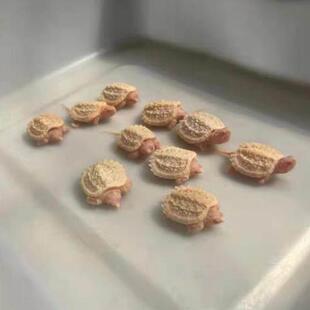 佛鳄白化鳄龟黄化受精孵化蛋招财镇宅乌龟蛋包受精蛋包孵化送工具