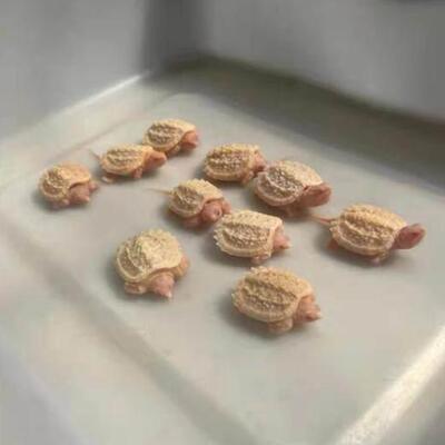 佛鳄白化鳄龟黄化受精孵化蛋招财镇宅乌龟蛋包受精蛋包孵化送工具