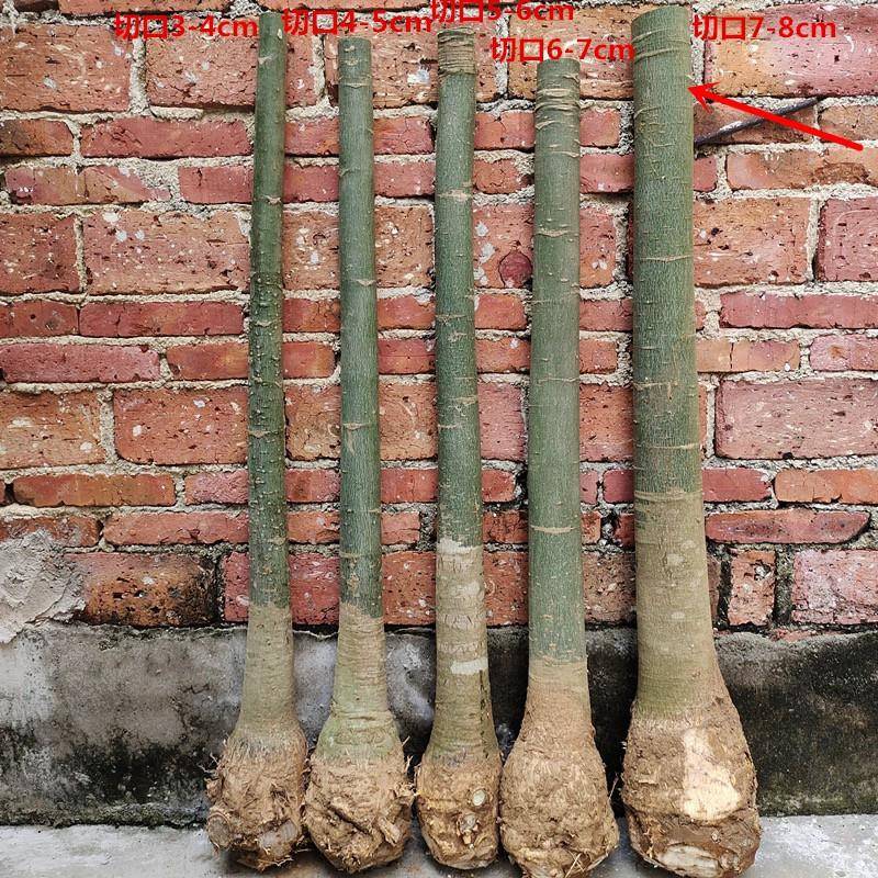 广西发财树种植基地大型盆栽树直均匀皮绿招财旺宅绿植盆景步步高