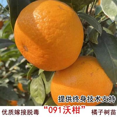 091沃柑树苗橘子苗武鸣柑橘苗嫁接无核蜜桔子树苗盆地栽当年结果