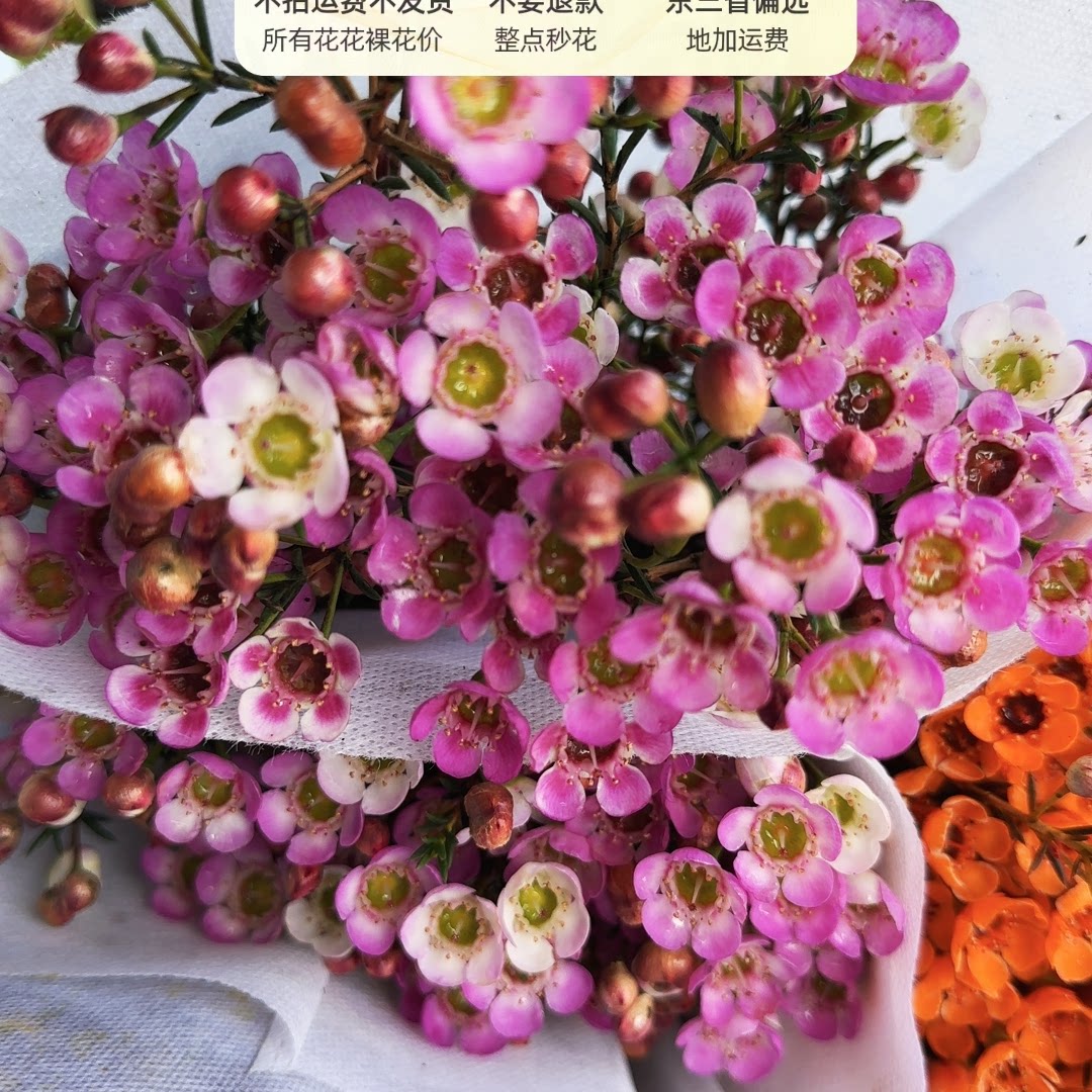 粉色大花腊梅一扎,不包邮