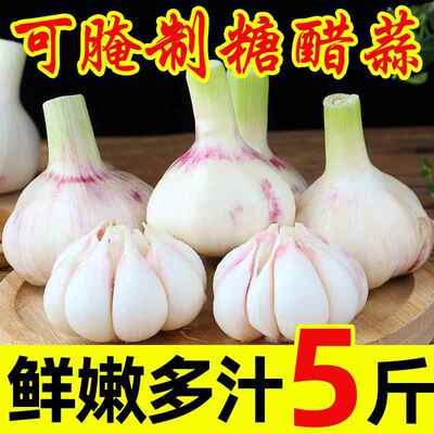 正宗2025新鲜现挖大蒜头9斤装