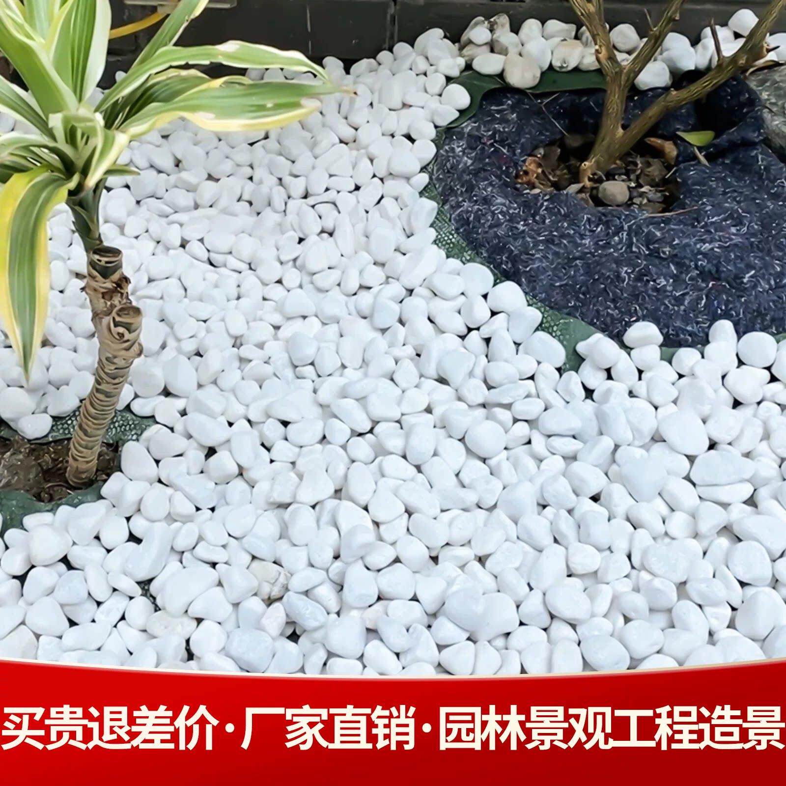 广东白色石头石子大鹅卵石庭院铺地花园造景装饰鱼缸盆栽小白石子