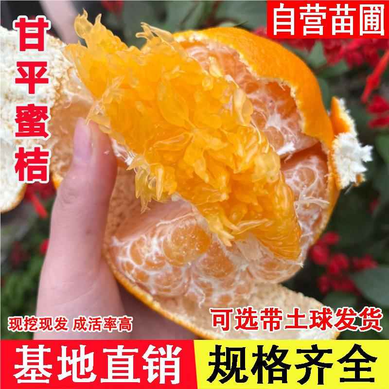 甘平柑橘苗嫁接爱媛34号象山红美人桔子树苗南方北方种植当年结果