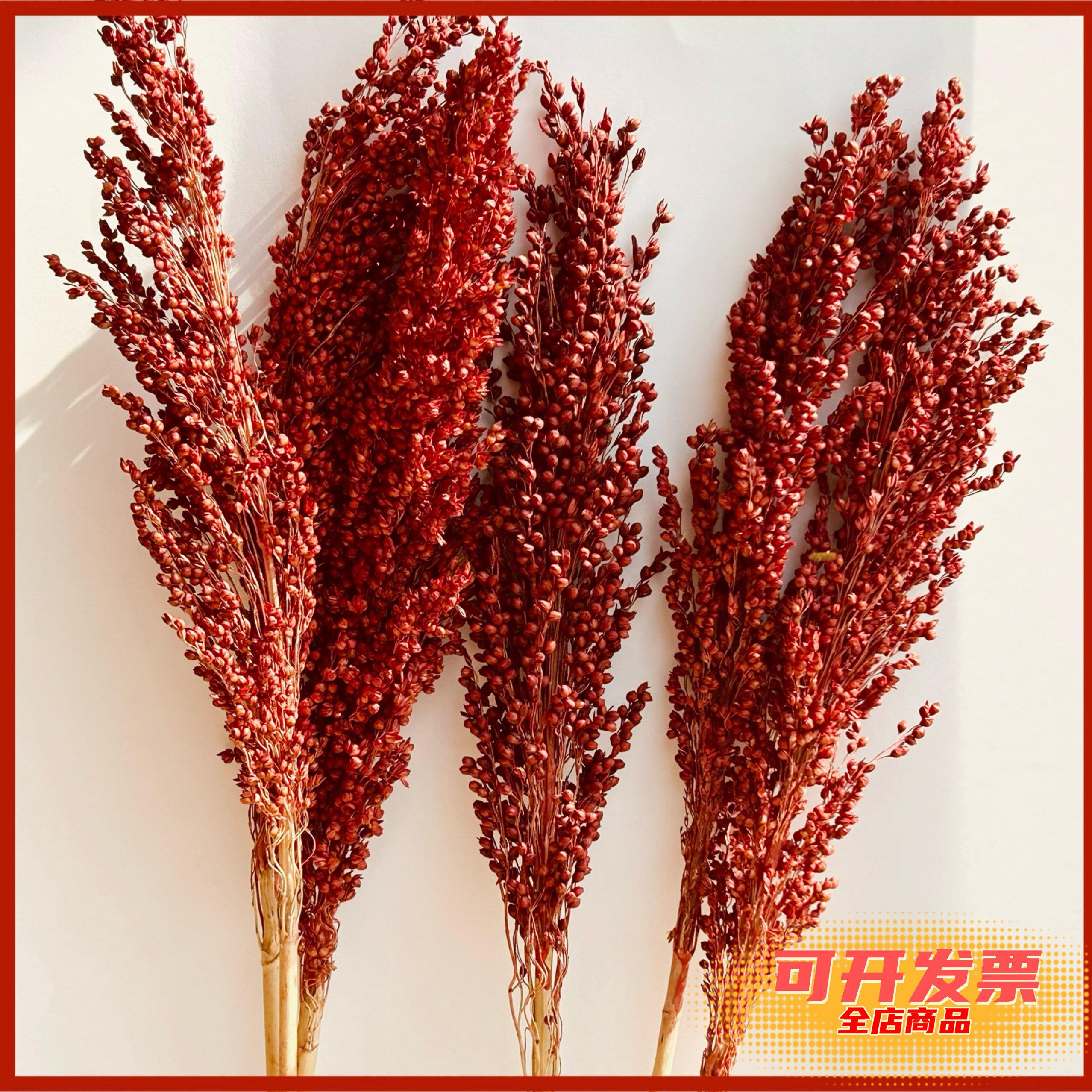 红高粱穗天然干花永生花麦穗客厅仿真拍摄五谷杂粮摆件高粱米装饰