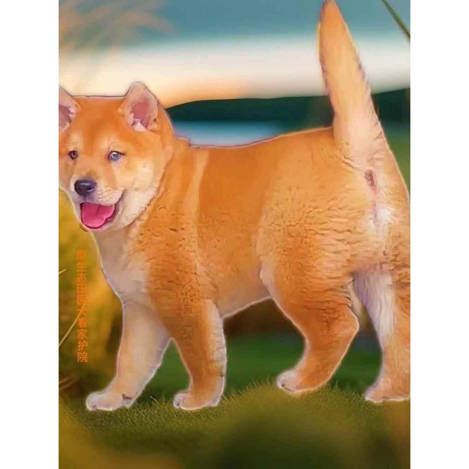 中华田园犬广西土猎狗黄狗白面四眼铁包金五黑犬虎斑幼犬狗狗活体
