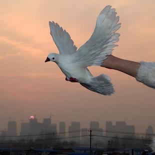 鸽子玩偶仿真鸽子摆件和平鸽假鸽子模型婚礼布置装饰道具鸟类标本