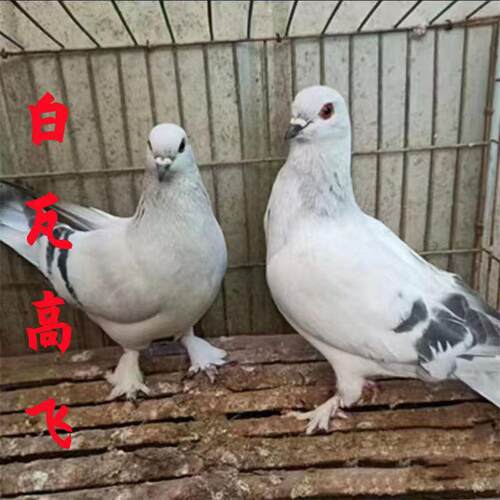 甘肃高飞鸽白瓦斑高飞小青年一对凤头高飞甘谷白瓦斑包邮包活到家