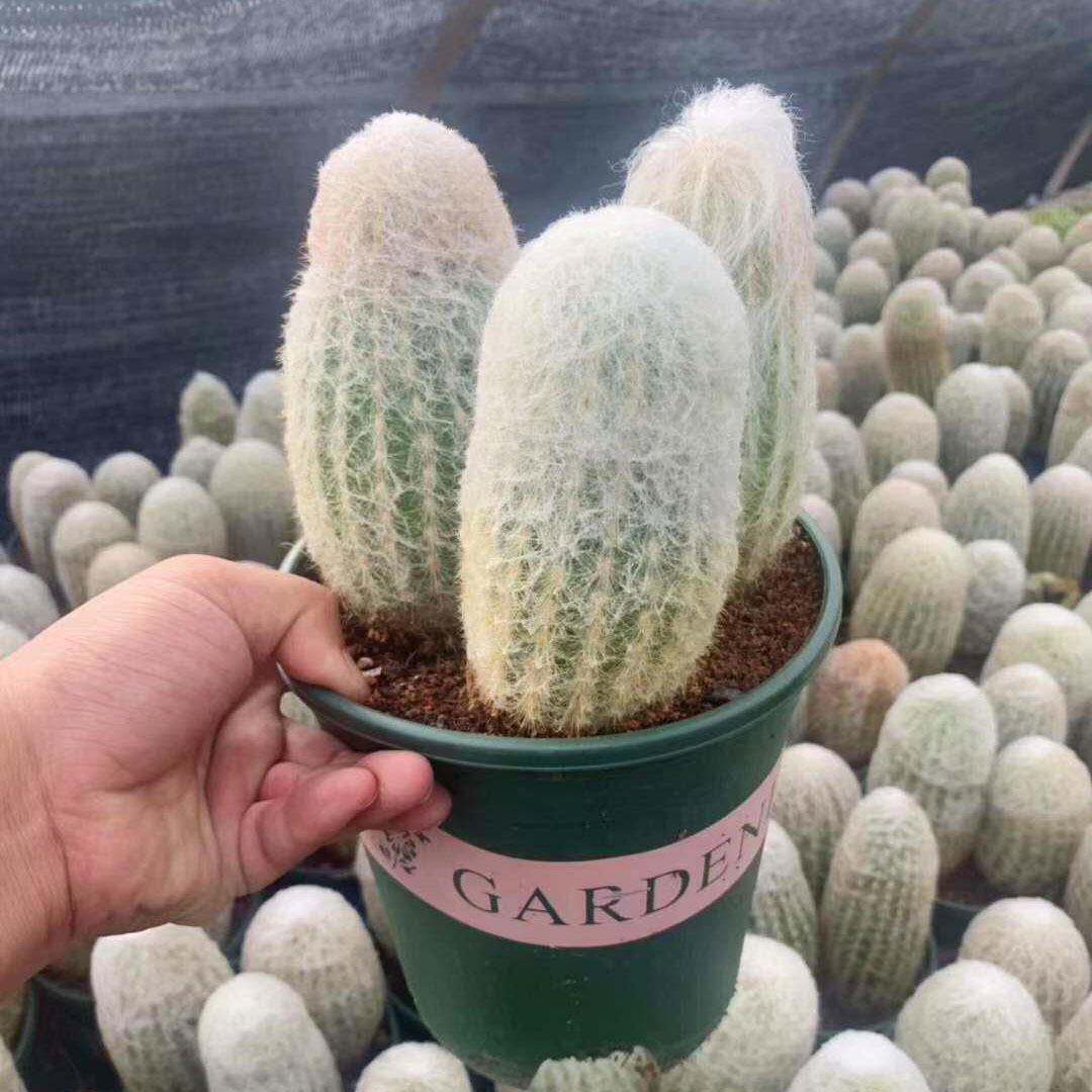 【基地直供】小盆栽仙人球室内多肉植物 仙人球植物 加仑盆老乐
