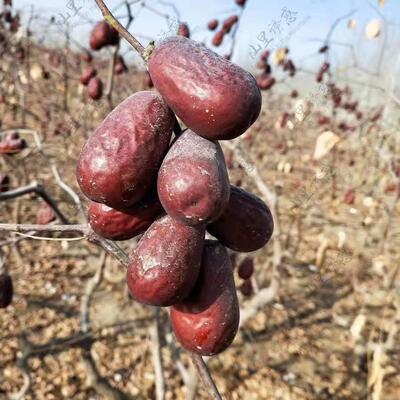 大红枣原生态未清洗的和田大枣骏枣大量