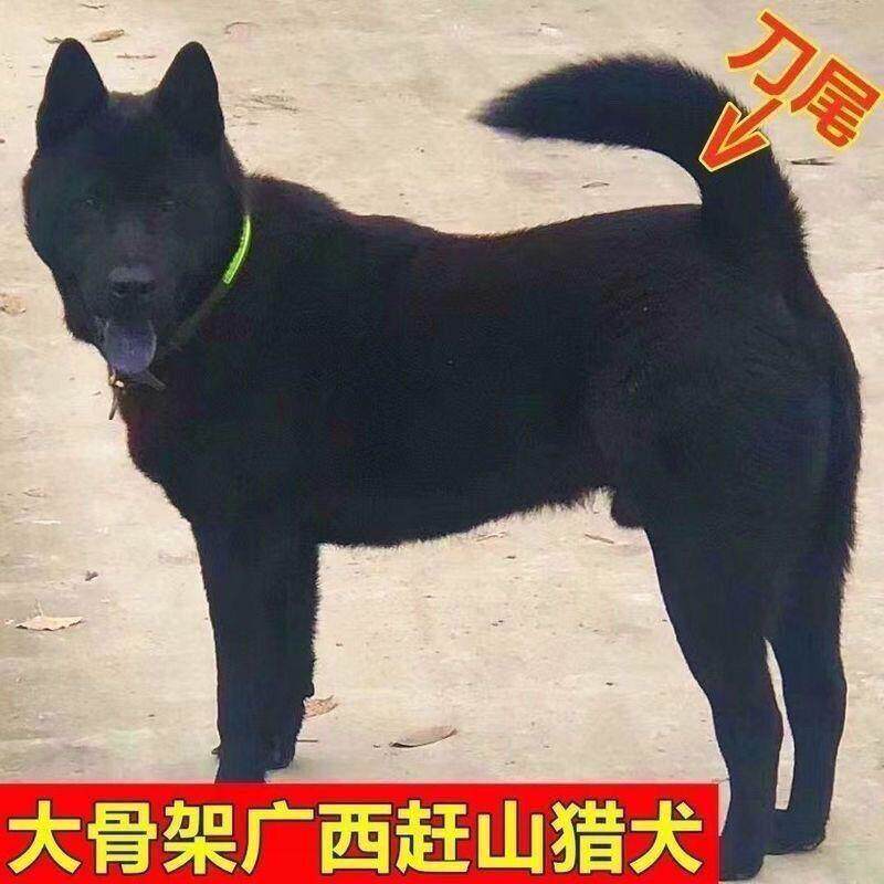 大骨架五黑犬狩猎犬广西土猎犬纯黑大黑狗中华田园犬土狗笨狗小狗