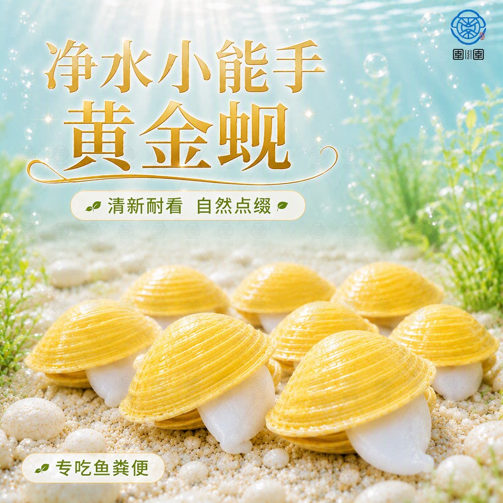 黄金蚬净水吃鱼粪观赏螺