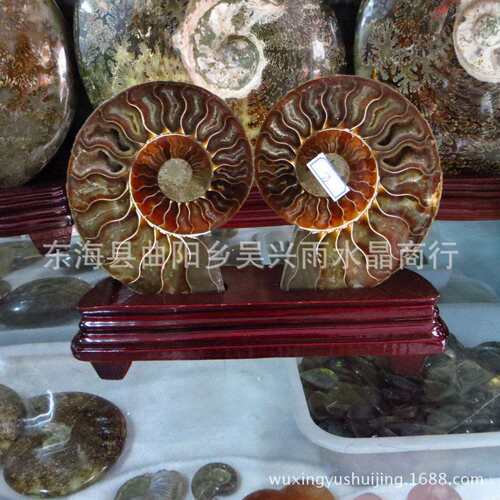 天然 斑彩螺原石 玉化螺 化石螺 开片螺摆件 一对