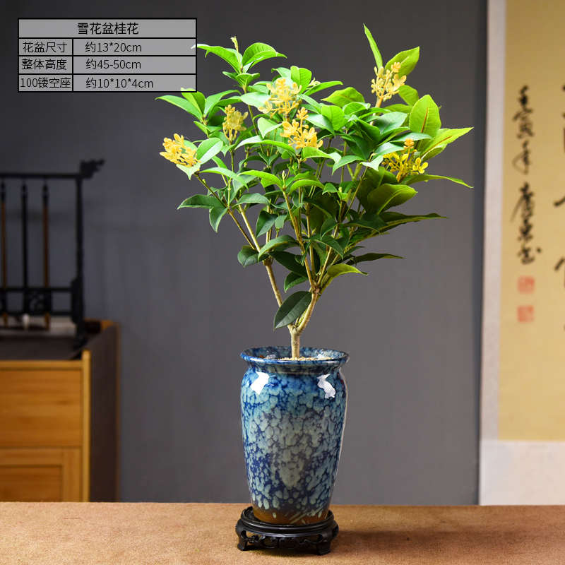 盆栽庭院桂四季复古简约养阳台观浓香型树苗好桂花室内花植物花卉