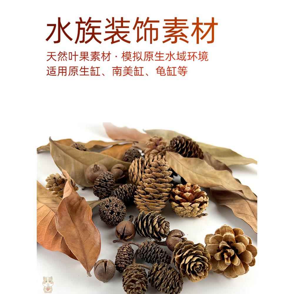 天然落叶果实南美缸原生缸造景装饰龙眼叶榄仁叶降酸龟缸造景摆件