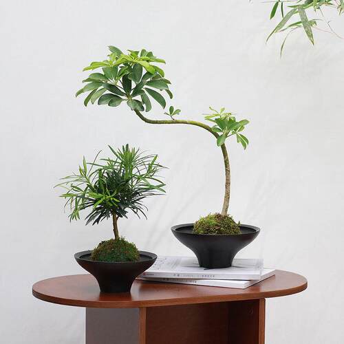 土生土长 苔藓球植物盆栽鸭脚木日式水培懒人造型桌面好养绿植