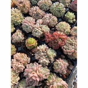 多肉植物个体麦秆多肉多肉套餐麦秆群生6.3厘米盆8颗12.8元 包邮