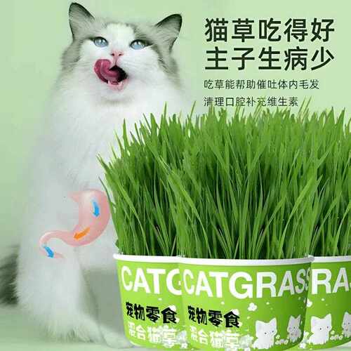 Lazy Person's Instant Noodle Cat Grass Planter - Soilless Hy