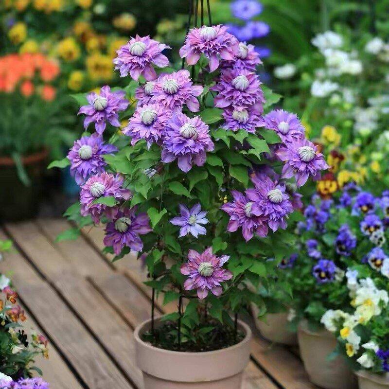 【2加仑】铁线莲爬藤阳台庭院四级开花耐寒耐热无虫无害新手必入