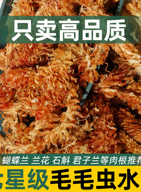 智利进口水苔毛毛虫水苔蝴蝶兰植物兰花专用土乌龟冬眠保湿干苔藓