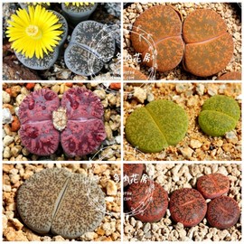 紫勋混合种子20粒+ Lithops lesliei mix六六多肉阳台生石花