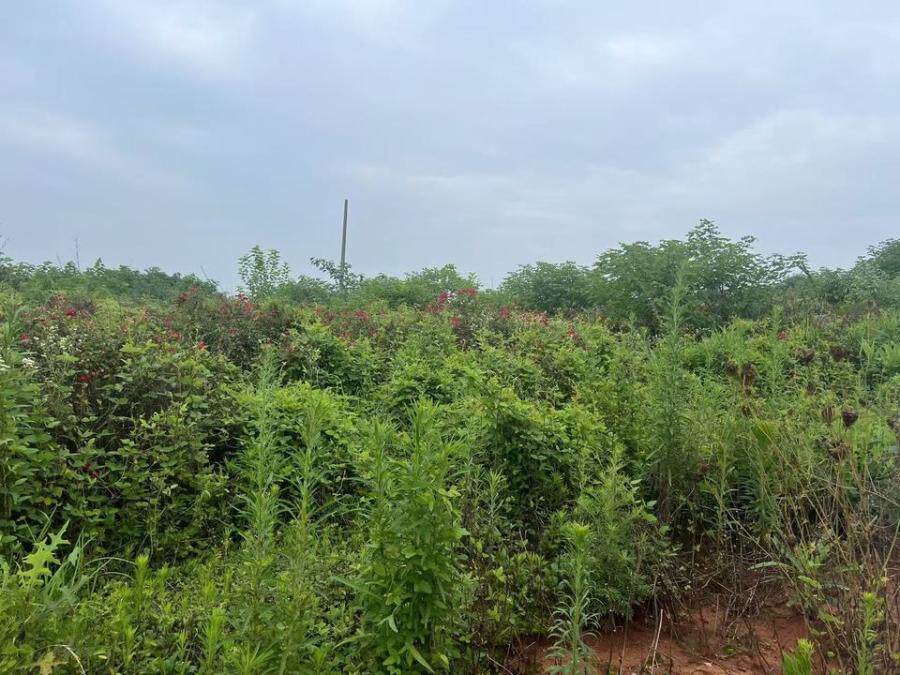 3月14日黄石环保公司“彩被玫瑰花”网络拍卖公告