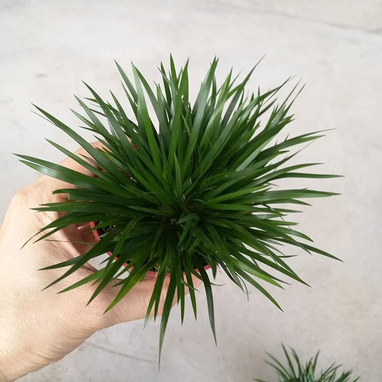 公室 盆景 小绿植 微景背景绿植 小金钱菖蒲