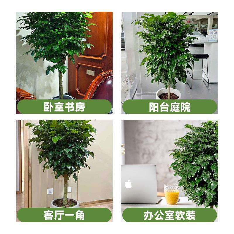 幸福树客厅盆栽大绿植新家吸甲醛净化空气办公室内平安树四季植物