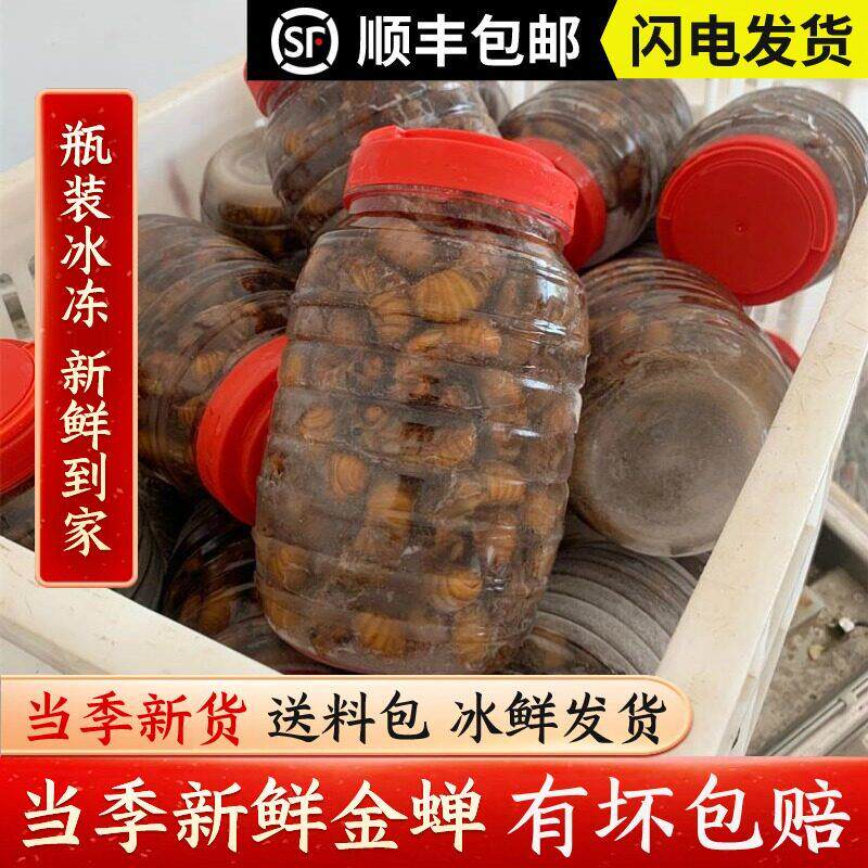 2025新鲜金蝉知瞭猴唐僧肉结瞭龟爬叉猴100祇冰冻新货顺丰包邮