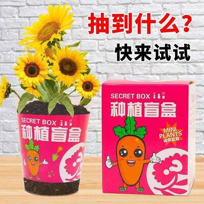 Kindergarten Early Education Planting Flower Seeds Mini Vege