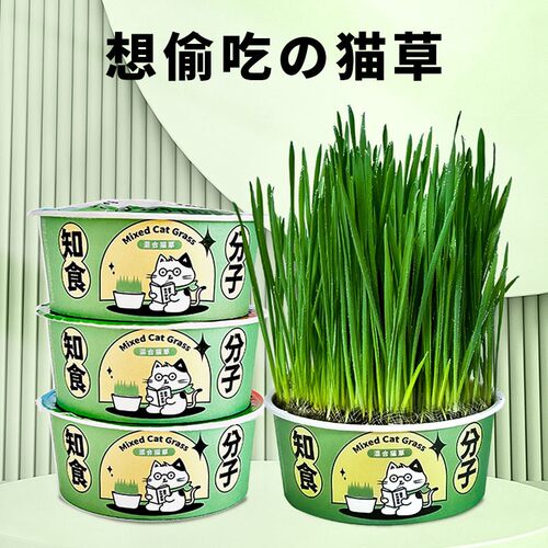 Cat grass instant noodles, cat grass potted plants, hairball