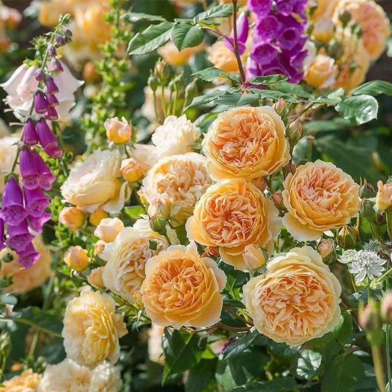 玛格丽特王妃藤本月季花柱花架庭院爬藤花卉植物盆栽苗图片