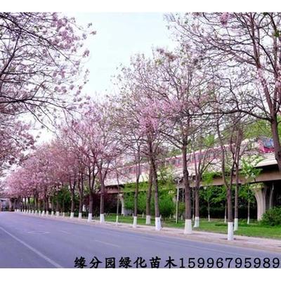 紫花泡桐树苗速生树苗梧桐树开花梧桐绿化苗木