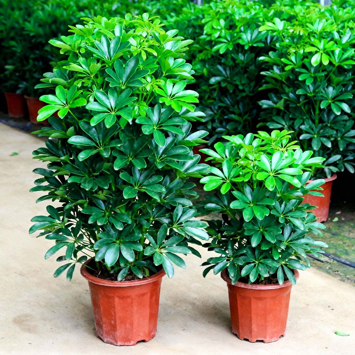 鸭脚木盆栽客厅八方来财树苗七叶莲绿植室内大型植物发财树鹅掌木