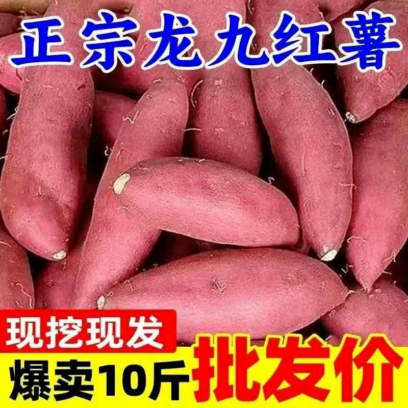 蜜薯新鲜龙九红薯黄心农家香甜薯黄红心烤地瓜糖心小番薯山芋