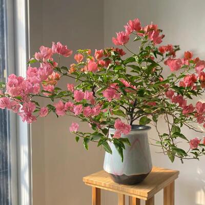 阿努哪三角梅 四季勤花品种 花色橙粉色 花量大 阳台庭院绿植