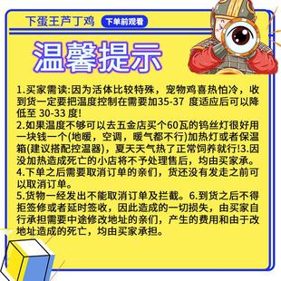 下蛋王芦丁鸡宠物鸡幼鸡网红迷你鸡全色系阳台宠物45天成年青年鸡