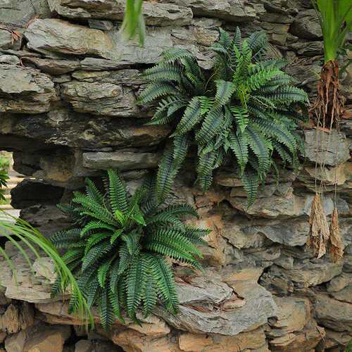 仿真绿植波斯草蕨类植物室内装饰假植物叶子假花景观草地假树造景